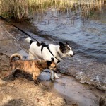 hw600080-150x150 Tierheim-Hundewanderung 2014