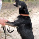 hw600082-150x150 Tierheim-Hundewanderung 2014