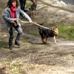 hw700006-150x150 Tierheim-Hundewanderung 2015
