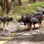 hw700008-150x150 Tierheim-Hundewanderung 2015