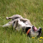 hw700026-150x150 Tierheim-Hundewanderung 2015