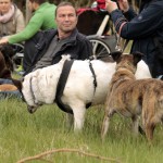 hw700029-150x150 Tierheim-Hundewanderung 2015