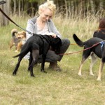 hw700032-150x150 Tierheim-Hundewanderung 2015
