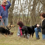 hw700033-150x150 Tierheim-Hundewanderung 2015
