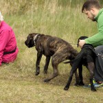 hw700036-150x150 Tierheim-Hundewanderung 2015