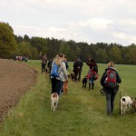 hw700037-150x150 Tierheim-Hundewanderung 2015