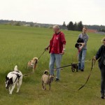 hw700039-150x150 Tierheim-Hundewanderung 2015