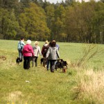 hw700043-150x150 Tierheim-Hundewanderung 2015