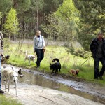 hw700050-150x150 Tierheim-Hundewanderung 2015