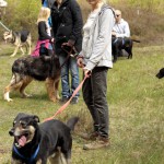 hw700052-150x150 Tierheim-Hundewanderung 2015