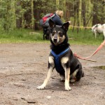 hw700055-150x150 Tierheim-Hundewanderung 2015