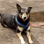 hw700056-150x150 Tierheim-Hundewanderung 2015