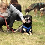 hw700057-150x150 Tierheim-Hundewanderung 2015