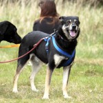 hw700058-150x150 Tierheim-Hundewanderung 2015