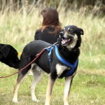 hw700059-150x150 Tierheim-Hundewanderung 2015