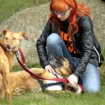 hw700061-150x150 Tierheim-Hundewanderung 2015
