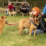 hw700062-150x150 Tierheim-Hundewanderung 2015