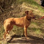 hw700064-150x150 Tierheim-Hundewanderung 2015