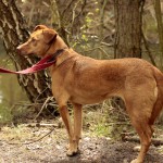 hw700065-150x150 Tierheim-Hundewanderung 2015