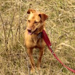 hw700066-150x150 Tierheim-Hundewanderung 2015