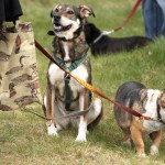 hw700067-150x150 Tierheim-Hundewanderung 2015