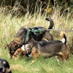 hw700068-150x150 Tierheim-Hundewanderung 2015