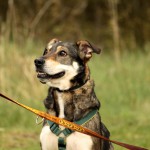 hw700069-150x150 Tierheim-Hundewanderung 2015