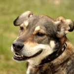 hw700070-150x150 Tierheim-Hundewanderung 2015