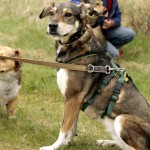 hw700071-150x150 Tierheim-Hundewanderung 2015