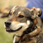 hw700072-150x150 Tierheim-Hundewanderung 2015