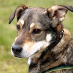 hw700073-150x150 Tierheim-Hundewanderung 2015