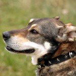 hw700074-150x150 Tierheim-Hundewanderung 2015