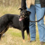 hw700076-150x150 Tierheim-Hundewanderung 2015