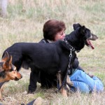 hw700077-150x150 Tierheim-Hundewanderung 2015
