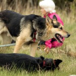 hw700078-150x150 Tierheim-Hundewanderung 2015