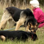 hw700079-150x150 Tierheim-Hundewanderung 2015