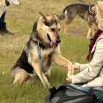 hw700081-150x150 Tierheim-Hundewanderung 2015