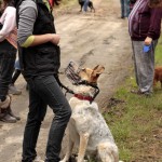 hw700082-150x150 Tierheim-Hundewanderung 2015