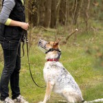 hw700083-150x150 Tierheim-Hundewanderung 2015