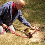 hw700084-150x150 Tierheim-Hundewanderung 2015