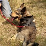 hw700085-150x150 Tierheim-Hundewanderung 2015