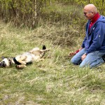 hw700087-150x150 Tierheim-Hundewanderung 2015