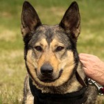 hw700088-150x150 Tierheim-Hundewanderung 2015