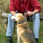 hw700090-150x150 Tierheim-Hundewanderung 2015