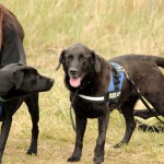 hw700091-150x150 Tierheim-Hundewanderung 2015