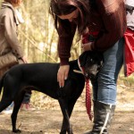 hw700093-150x150 Tierheim-Hundewanderung 2015