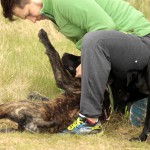 hw700095-150x150 Tierheim-Hundewanderung 2015