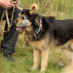 hw700098-150x150 Tierheim-Hundewanderung 2015