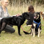 hw700099-150x150 Tierheim-Hundewanderung 2015