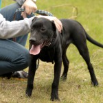 hw700100-150x150 Tierheim-Hundewanderung 2015